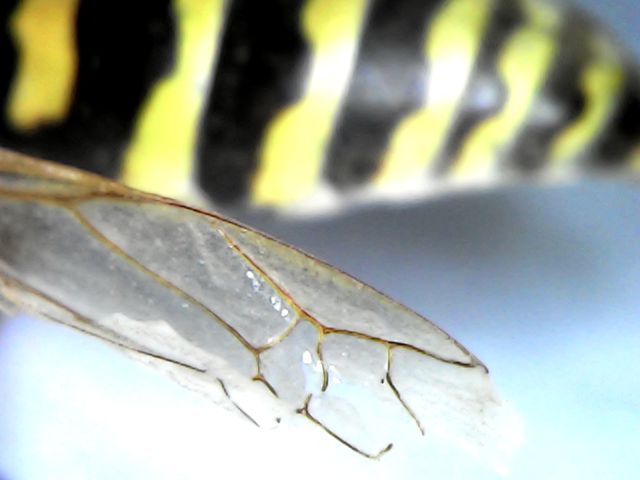 Mikroskop